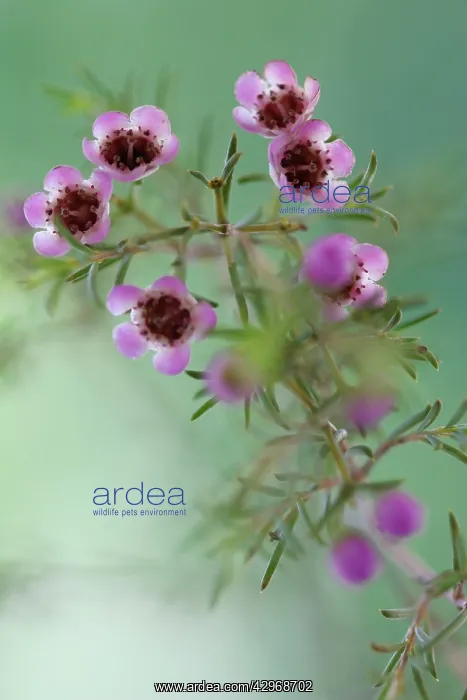 : Waxflower, Hoya bella : Waxflower, Hoya bella