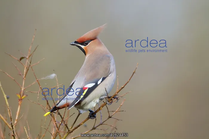 : Waxwing (Bombycilla garrulus). winter - UK : Waxwing (Bombycilla garrulus). winter - UK