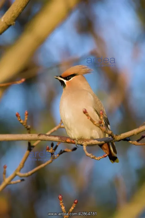  : Waxwing (Bombycilla garrulus). Cleveland, UK