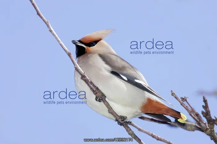 : Waxwing (Bombycilla garrulus). Alsace - France : Waxwing (Bombycilla garrulus). Alsace - France