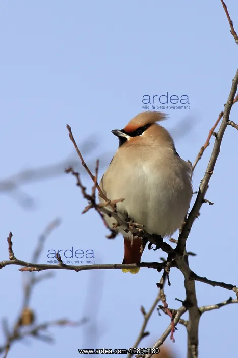 : Waxwing (Bombycilla garrulus). Alsace - France : Waxwing (Bombycilla garrulus). Alsace - France