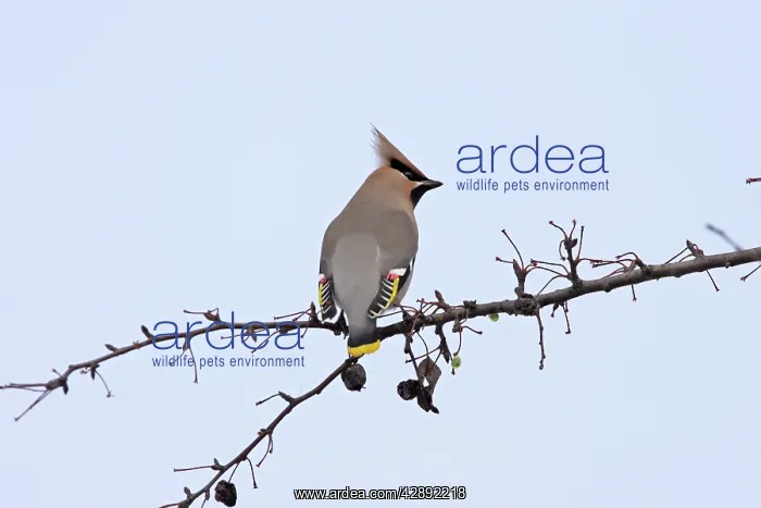 : Waxwing (Bombycilla garrulus). Alsace - France : Waxwing (Bombycilla garrulus). Alsace - France