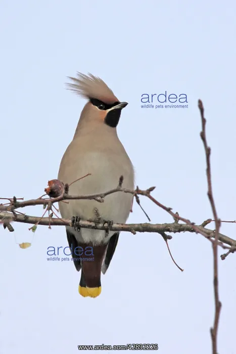 : Waxwing (Bombycilla garrulus). Alsace - France : Waxwing (Bombycilla garrulus). Alsace - France