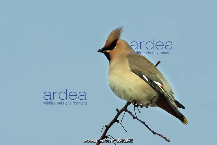 : Waxwing (Bombycilla garrulus). Alsace - France : Waxwing (Bombycilla garrulus). Alsace - France