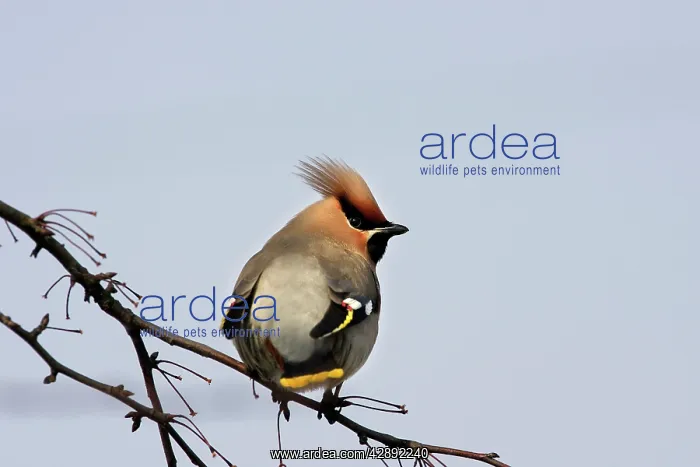 : Waxwing (Bombycilla garrulus). Alsace - France : Waxwing (Bombycilla garrulus). Alsace - France