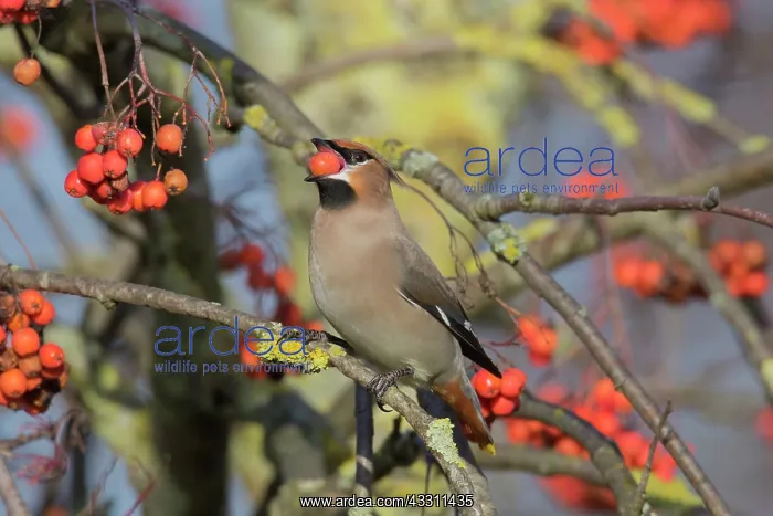 : Waxwing - adult bird eating a berry - Germany : Waxwing - adult bird eating a berry - Germany