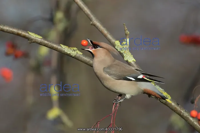 : Waxwing - adult bird eating a berry - Germany : Waxwing - adult bird eating a berry - Germany