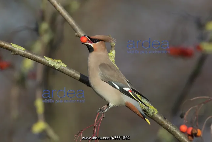 : Waxwing - adult bird eating a berry - Germany : Waxwing - adult bird eating a berry - Germany