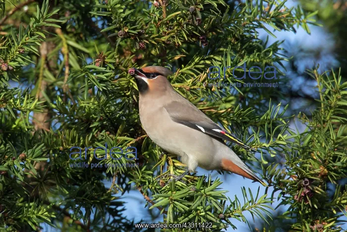 : Waxwing -adult bird - Germany : Waxwing -adult bird - Germany