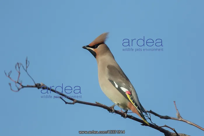 : Waxwing - adult bird - Germany : Waxwing - adult bird - Germany