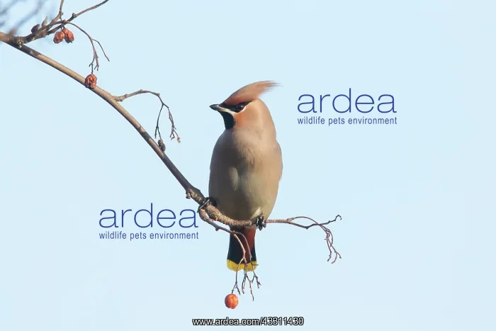 : Waxwing - adult bird perched on a twig - Germany : Waxwing - adult bird perched on a twig - Germany