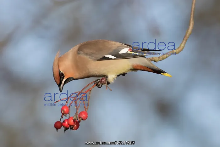 : Waxwing - adult bird perched on a twig - Germany : Waxwing - adult bird perched on a twig - Germany