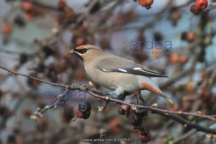 : Waxwing - adult eating an ornamental apple - Germany : Waxwing - adult eating an ornamental apple - Germany