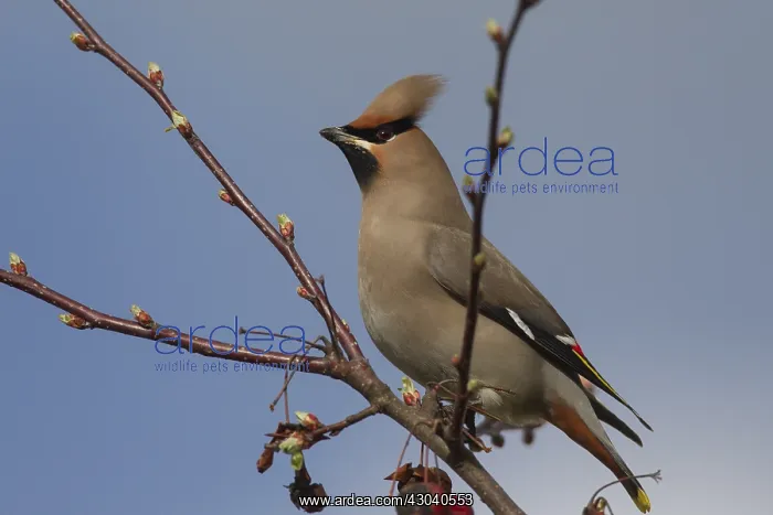 : Waxwing - adult eating an ornamental apple - Germany : Waxwing - adult eating an ornamental apple - Germany