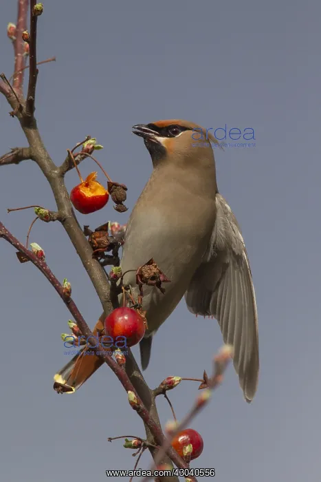 : Waxwing - adult eating an ornamental apple - Germany : Waxwing - adult eating an ornamental apple - Germany