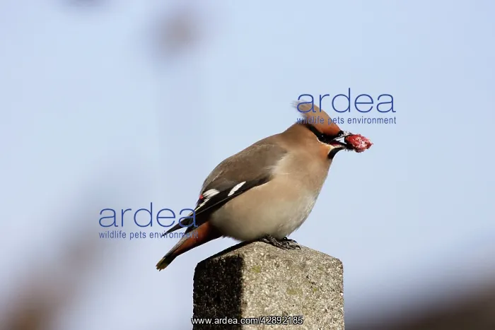 : Waxwing - with berry in beak : Waxwing - with berry in beak