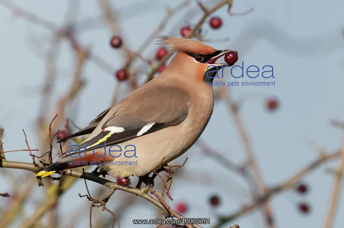 : Waxwing - with berry in bill. North Lincolnshire : Waxwing - with berry in bill. North Lincolnshire