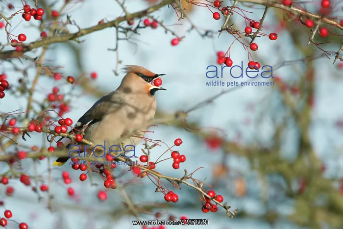 : Waxwing (Bohemian) - Eating hawthorn berry : Waxwing (Bohemian) - Eating hawthorn berry