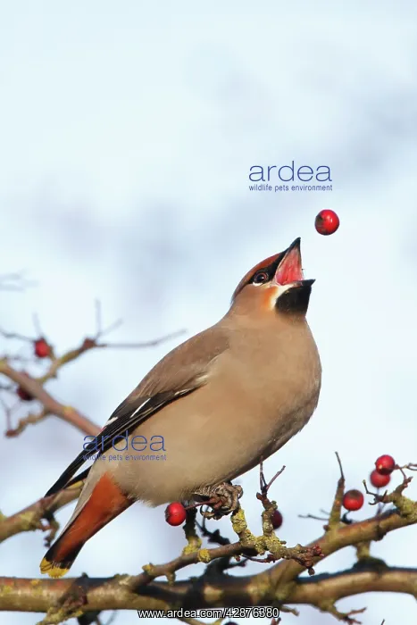 : Waxwing (Bohemian) - tossing hawthorn berry before : Waxwing (Bohemian) - tossing hawthorn berry before