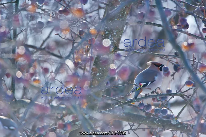 : Waxwing (Bombycilla garrulus) on a branch, Oulu : Waxwing (Bombycilla garrulus) on a branch, Oulu