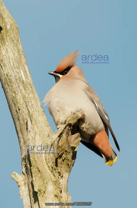: Waxwing - on dead tree branch. North Lincolnshire : Waxwing - on dead tree branch. North Lincolnshire