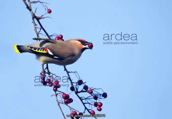  : Waxwing - eating berries form a tree and showing