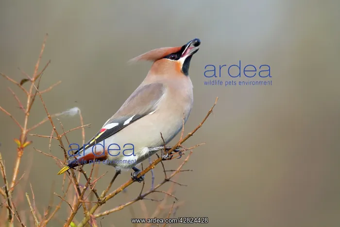 : Waxwing - eating a berry : Waxwing - eating a berry