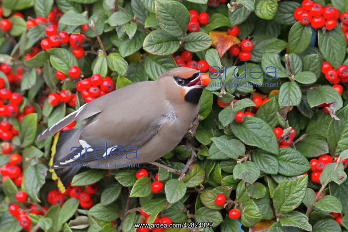 : Waxwing - eating a berry in winter : Waxwing - eating a berry in winter