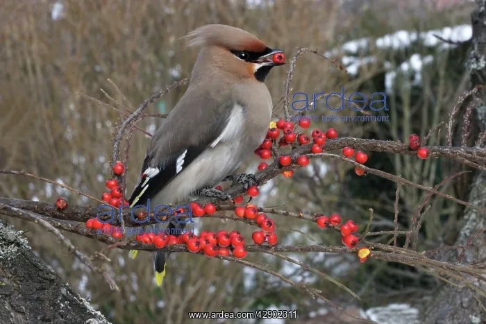 : Waxwing eating Cotoneaster lacteus berries : Waxwing eating Cotoneaster lacteus berries