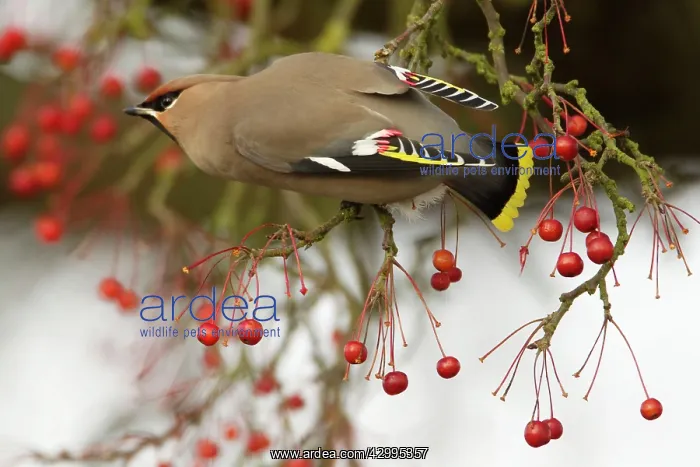: Waxwing - feeding on Autumn berries : Waxwing - feeding on Autumn berries