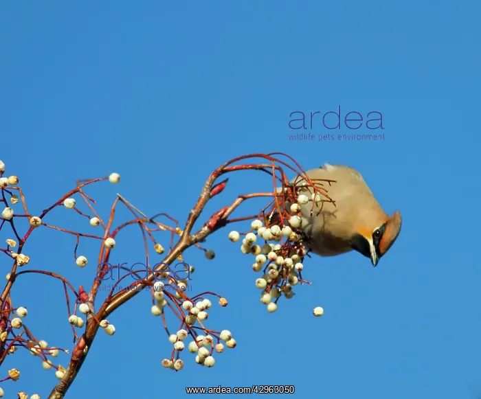 : Waxwing - feeding on berries : Waxwing - feeding on berries