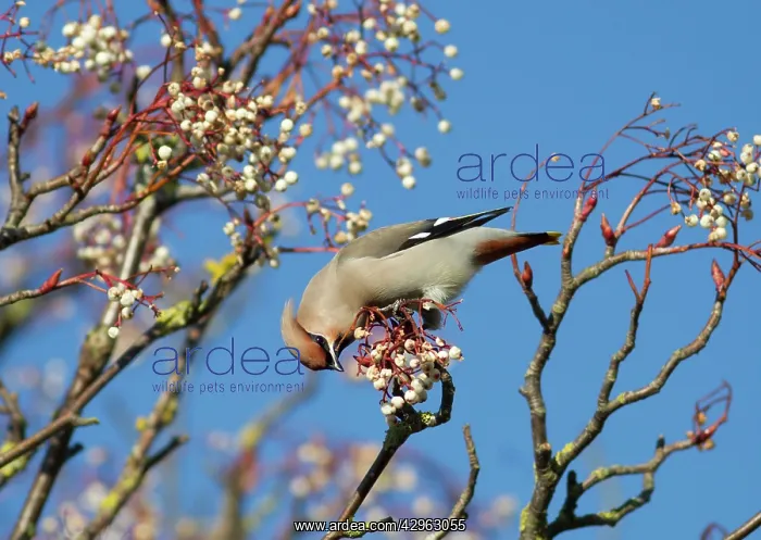 : Waxwing - feeding on berries : Waxwing - feeding on berries
