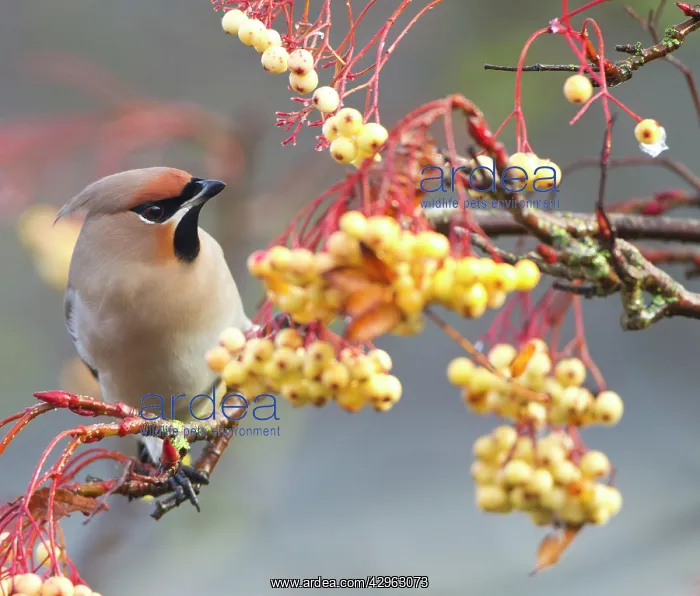 : Waxwing - feeding on berries : Waxwing - feeding on berries