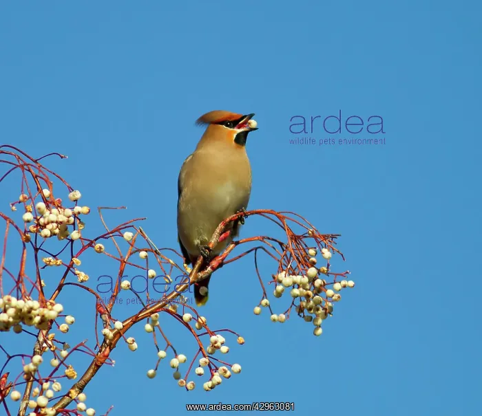  : Waxwing - feeding on berries