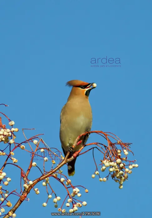 : Waxwing - feeding on berries : Waxwing - feeding on berries