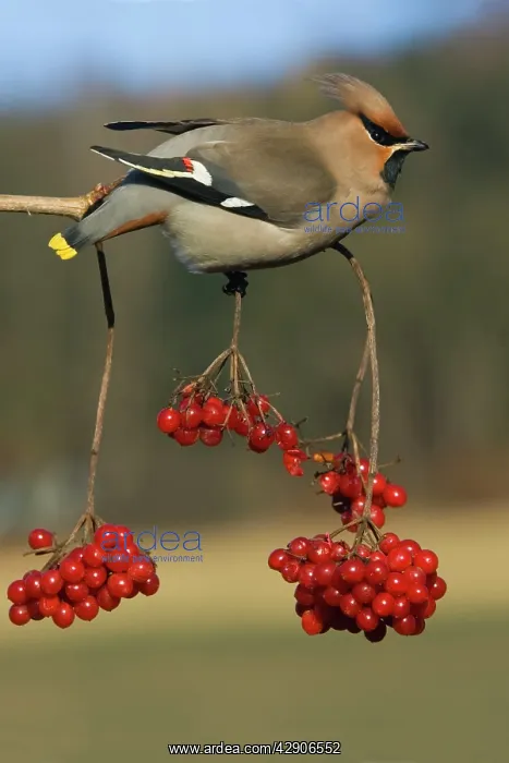 : Waxwing - Feeding on Guelder-rose berries : Waxwing - Feeding on Guelder-rose berries