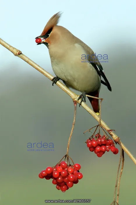 : Waxwing - Feeding on Guelder-rose berries : Waxwing - Feeding on Guelder-rose berries