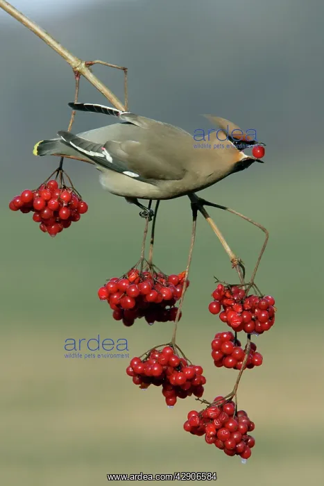 : Waxwing - Feeding on Guelder-rose berries : Waxwing - Feeding on Guelder-rose berries