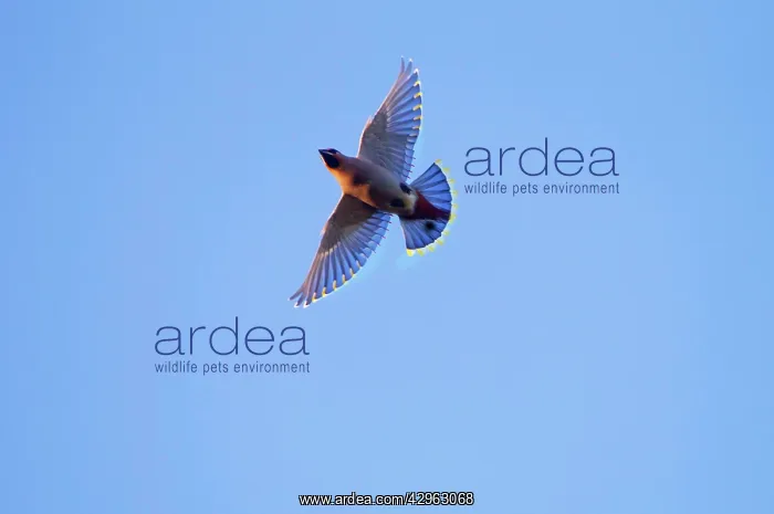 : Waxwing - in flight : Waxwing - in flight
