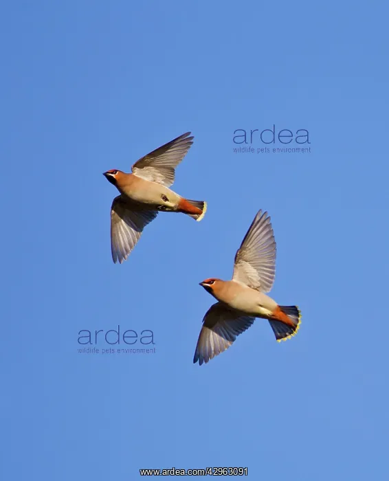 : Waxwing - in flight : Waxwing - in flight