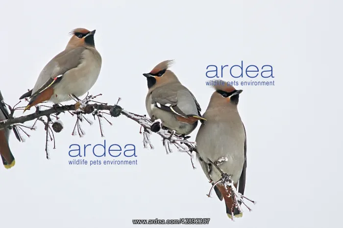 : Waxwing - flock feeding on berries of Celtis occidentalis : Waxwing - flock feeding on berries of Celtis occidentalis