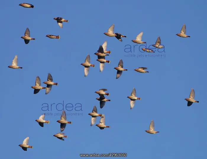 : Waxwing - flock in flight : Waxwing - flock in flight