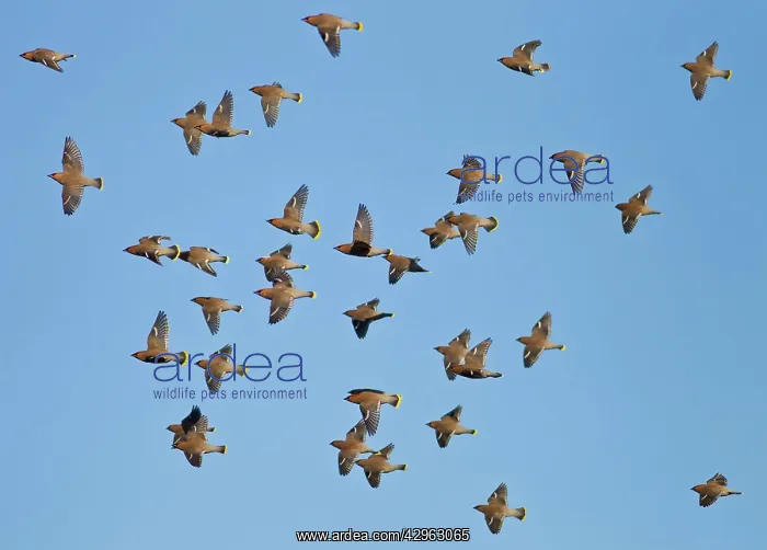 : Waxwing - flock in flight : Waxwing - flock in flight
