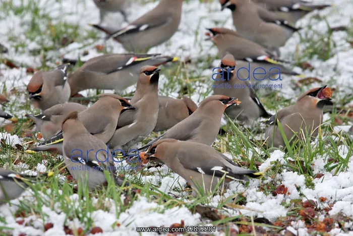 : Waxwing - flock on ground in snow feeding on berries : Waxwing - flock on ground in snow feeding on berries