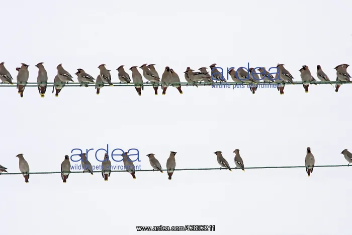 : Waxwing - flock resting on wires : Waxwing - flock resting on wires