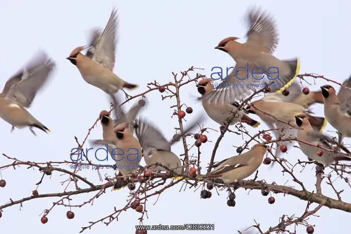 : Waxwing - flock taking off from branch : Waxwing - flock taking off from branch