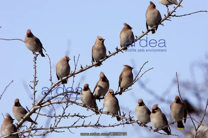 : Waxwing - flock in tree : Waxwing - flock in tree