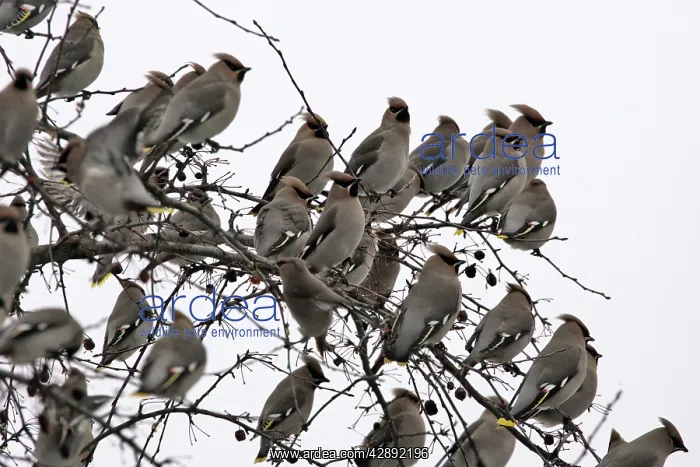 : Waxwing - flock in tree : Waxwing - flock in tree