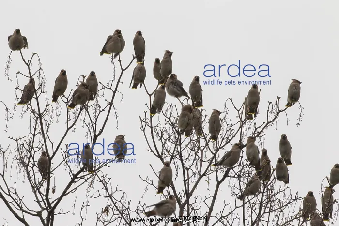: Waxwing - resting flock - Germany : Waxwing - resting flock - Germany