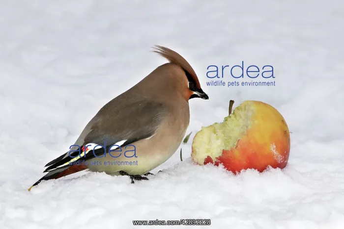 : Waxwing - in snow : Waxwing - in snow